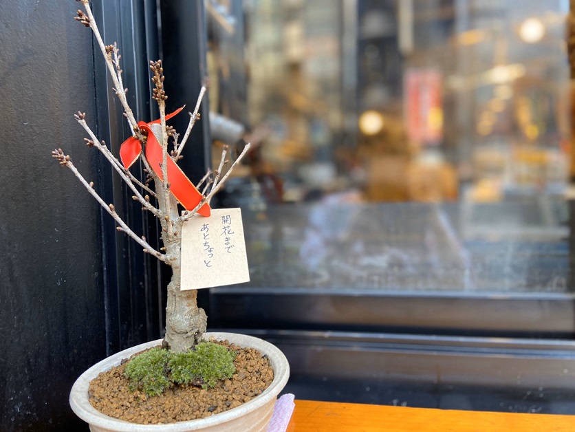 お花見は桜と水餃子と生ビールで！？（六本木）の画像