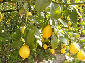 大好評！季節限定のアレ・・・